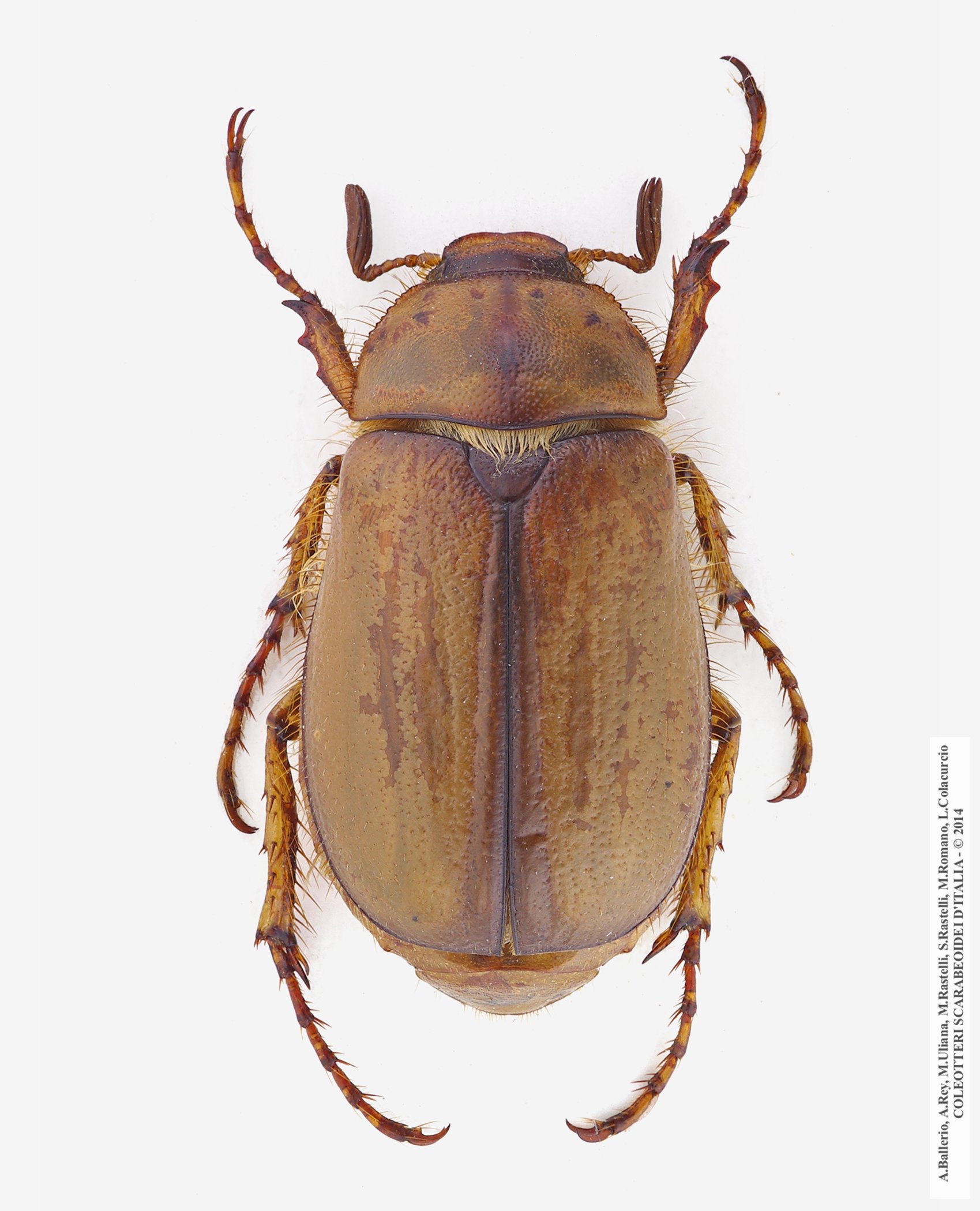 Firminus bellieri, maschio